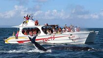Adventure in Samaná Whale Watching, Limón Waterfall, and More