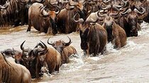 Discover the 5-Day Great Wildebeest Migration Mara River Crossing