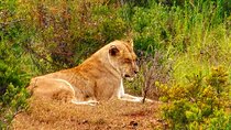 Addo Elephant Park with Big Five Safaris