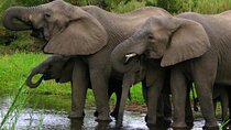 4 Day Garden Route & Addo National Park Adventure from Cape Town