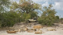 3 Day Kruger Safari Fly-in From Johannesburg