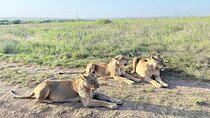 Nairobi: Half-Day Game Drive at Nairobi National Park