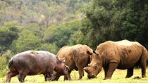 Cape Town Best Safari Tour Full Day