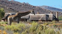 Cape Town Inverdoorn Game Reserve Tour