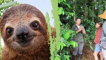 Sloths Observation and Coffee, Chocolate, Sugarcane Experience