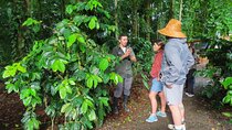 Coffee, Chocolate and Sugarcane Tour La Fortuna