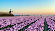 Early Flower fields with Lunch & Windmill Guided Day Tour