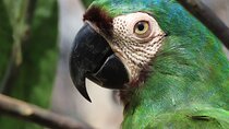 Parrot & Macaw Volunteering in a Wildlife Reserve Near Cartagena