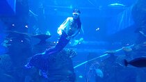 Half Day Tour Jakarta Aquarium and Pantai Indah Kapuk Jakarta