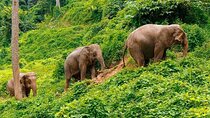 Small Group immersive Elephant Sanctuary & Karen Tribe life
