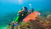 Phuket Scuba Diving Maiton Private Island Small Group or Snorkel