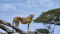 3 Days Masai Mara Escape Discover Africa’s Untamed Beauty