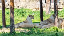 Explore Dubai Safari Park Wildlife Adventure and Family Fun
