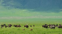 Game Drive Tour to Ngorongoro Crater from Arusha