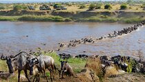 3 Days Masai Mara Wildebeest Migration Group Joining Safari