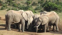 Addo Elephant National Park Full Day Safari All-Inclusive