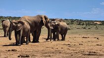 Port Elizabeth Addo Elephant National Park and City Excursion