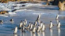 Cape Peninsula, Penguins, Cape Point and Hout Bay Ocean Tour