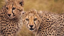 6 Days Kenyan Safari Tour