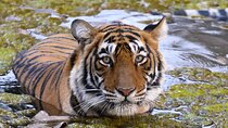 Jaipur to Ranthambore Same Day Tiger Safari