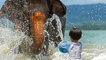 Krabi Immersive Elephant Sanctuary Experience