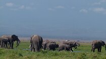  Amboseli Wildlife Adventure Five Day Multi Day Tour