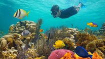 Key West: 3hr Snorkeling Experience with Unlimited Drinks