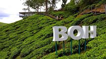 Cameron Highland Full Day Tour from KL City Private Tour