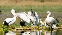 Skadar Lake National Park: Birdwatching & Photography Tour