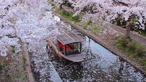 Fushimi Cherry Blossom and Sake Brewery Tour