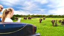 Kaudulla National Park Safari with Pigeon Island Tours