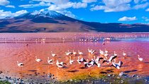 Discover Bolivia’s Salt Flats and Vibrant Lagoons 3D/2N