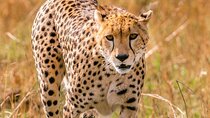 4 Days Landcruiser Safari to Masai Mara and Lake Nakuru