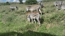 Nairobi National Park Half Day with Pickup