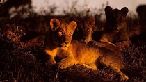 Night Game Drive in Nairobi National Park