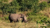 Guided Game Drive and Rhino Walk In Mosi Oa Tunya National Park