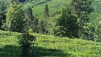 Limuru Tea Farm Visit from Nairobi