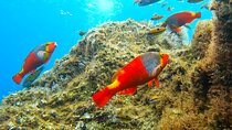 Madeira Reef Fish Species Watching and Snorkeling Tour
