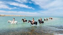 Hurghada 2 Hours Horseback or Camel Riding in Desert and Sea