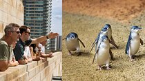 Full-day Melbourne City Sightseeing with Penguin Parade