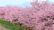 Kawazu-zakura Cherry Blossom Festival & Fruit Picking