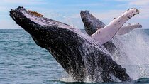 Full Day Bacardi Whale Watching - End Season March 30th