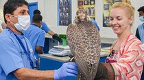 Abu Dhabi Falcon Hospital Tour with Expert Guide