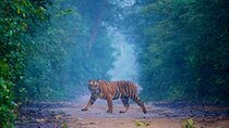 Pune to Jim Corbett: 3-Day Double Safari Wildlife Tour