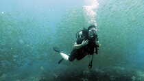 Best Scuba Diving Koh Tao Top Sites from Koh Samui
