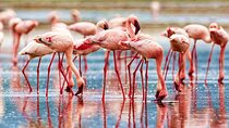 3 Days Lake Nakuru National Park Safari