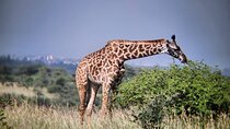 3-Day Maasai Mara Safari Itinerary