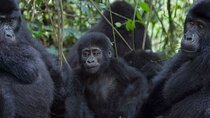 Cheap Gorilla Trekking tour