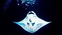 Manta Ray Night Snorkel and Dive