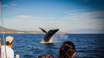 Ultimate Whale Watching Experience All-Inclusive